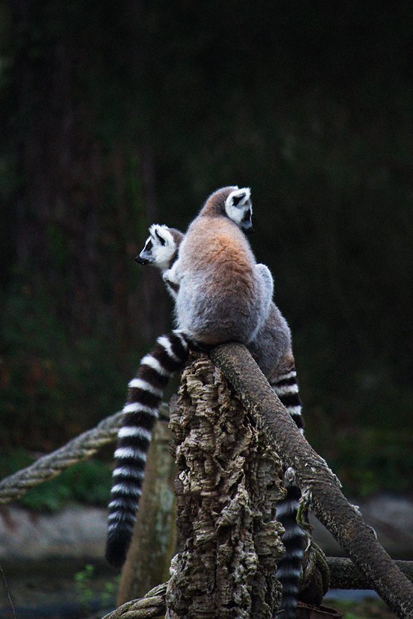 Fotografia de animal 1
