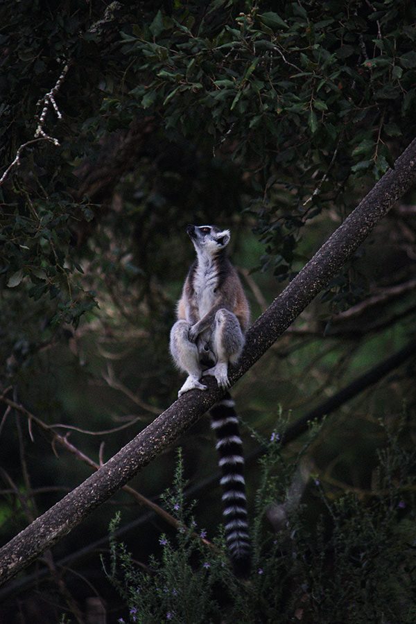 Fotografia de animal 2
