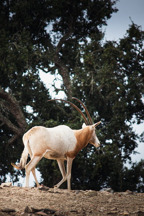 Fotografia de animal 4
