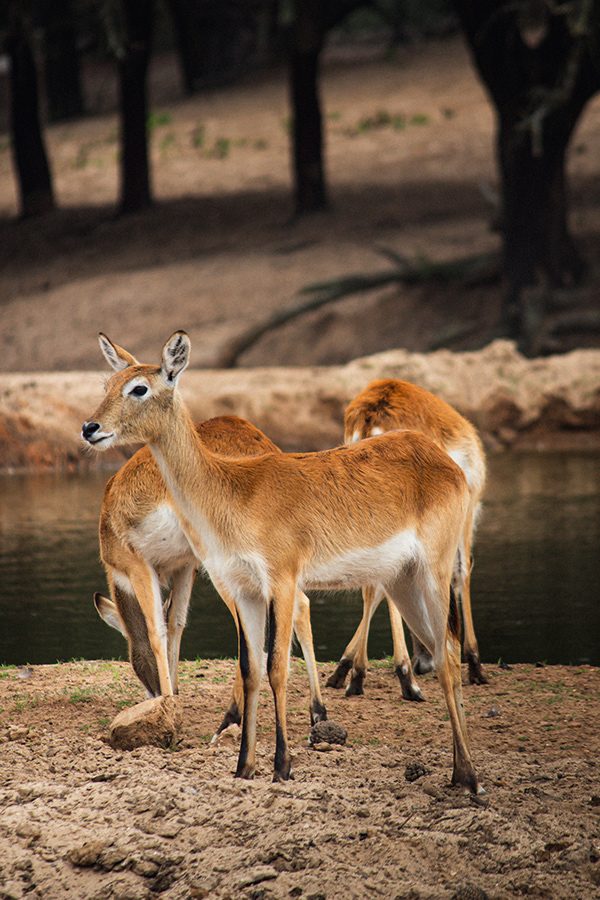 Fotografia de animal 5