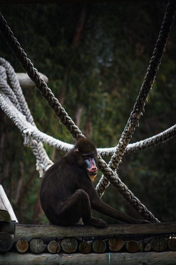 Fotografia de animal 7