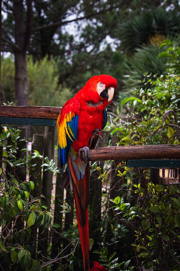 Fotografia de animal 8
