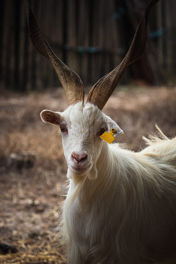 Fotografia de animal 9