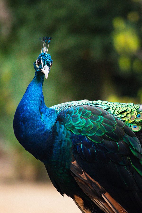 Fotografia de animal 10