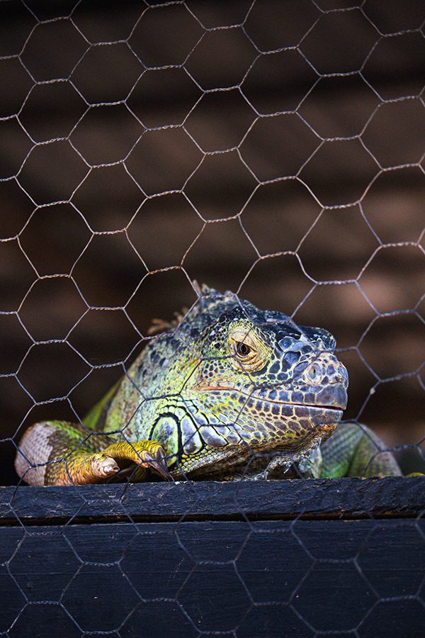 Fotografia de animal 11