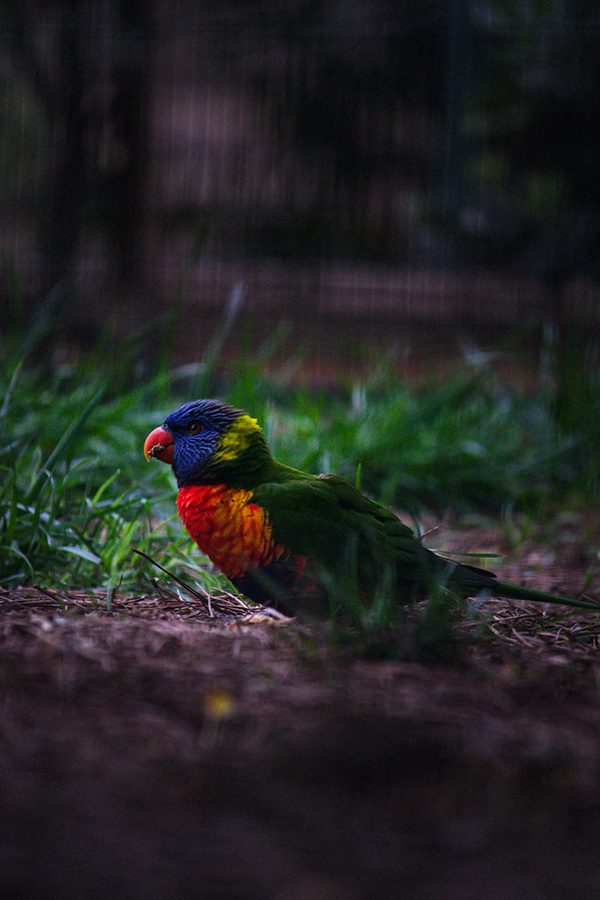 Fotografia de animal 12