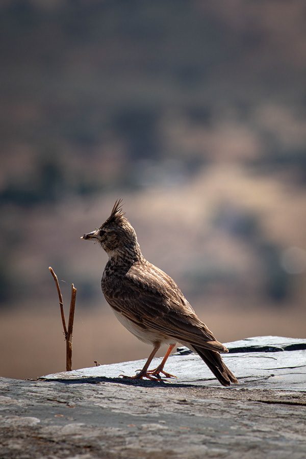 Fotografia de animal 15