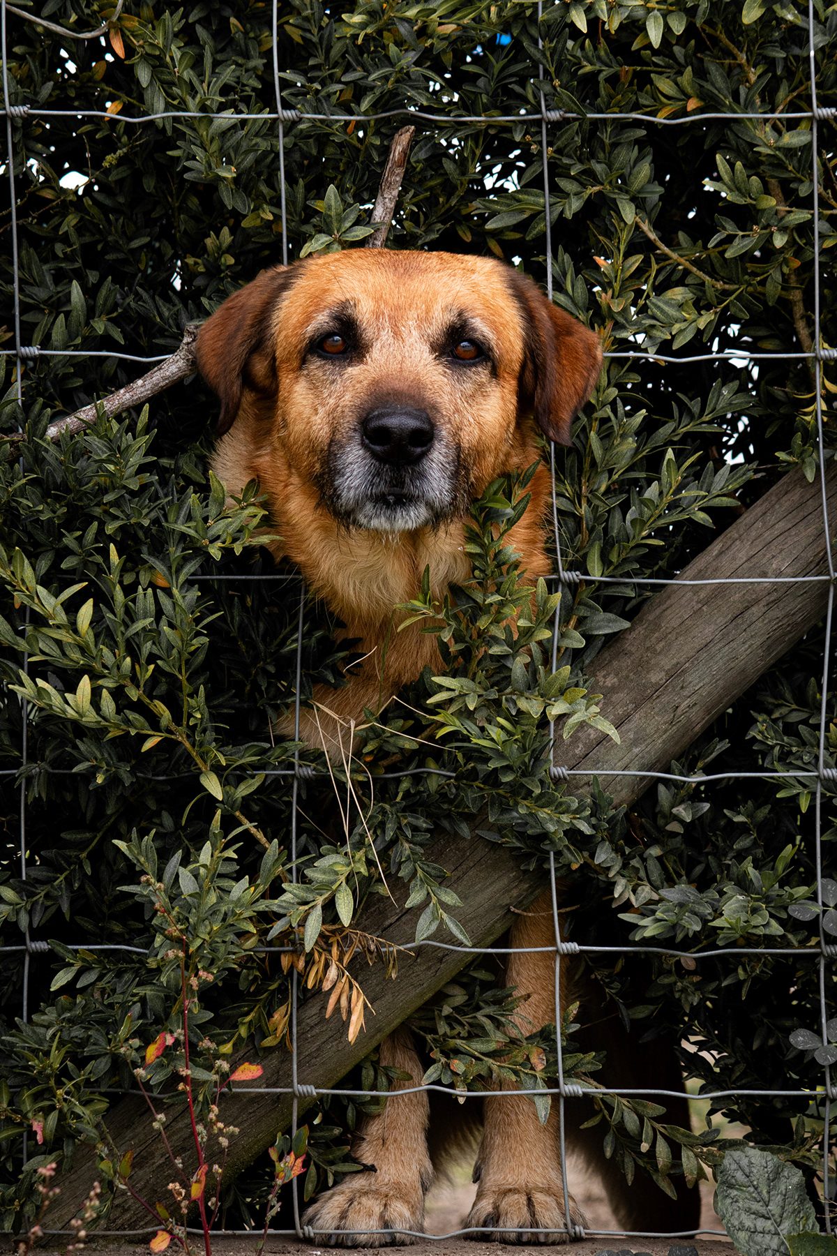 Fotografia de cão 2
