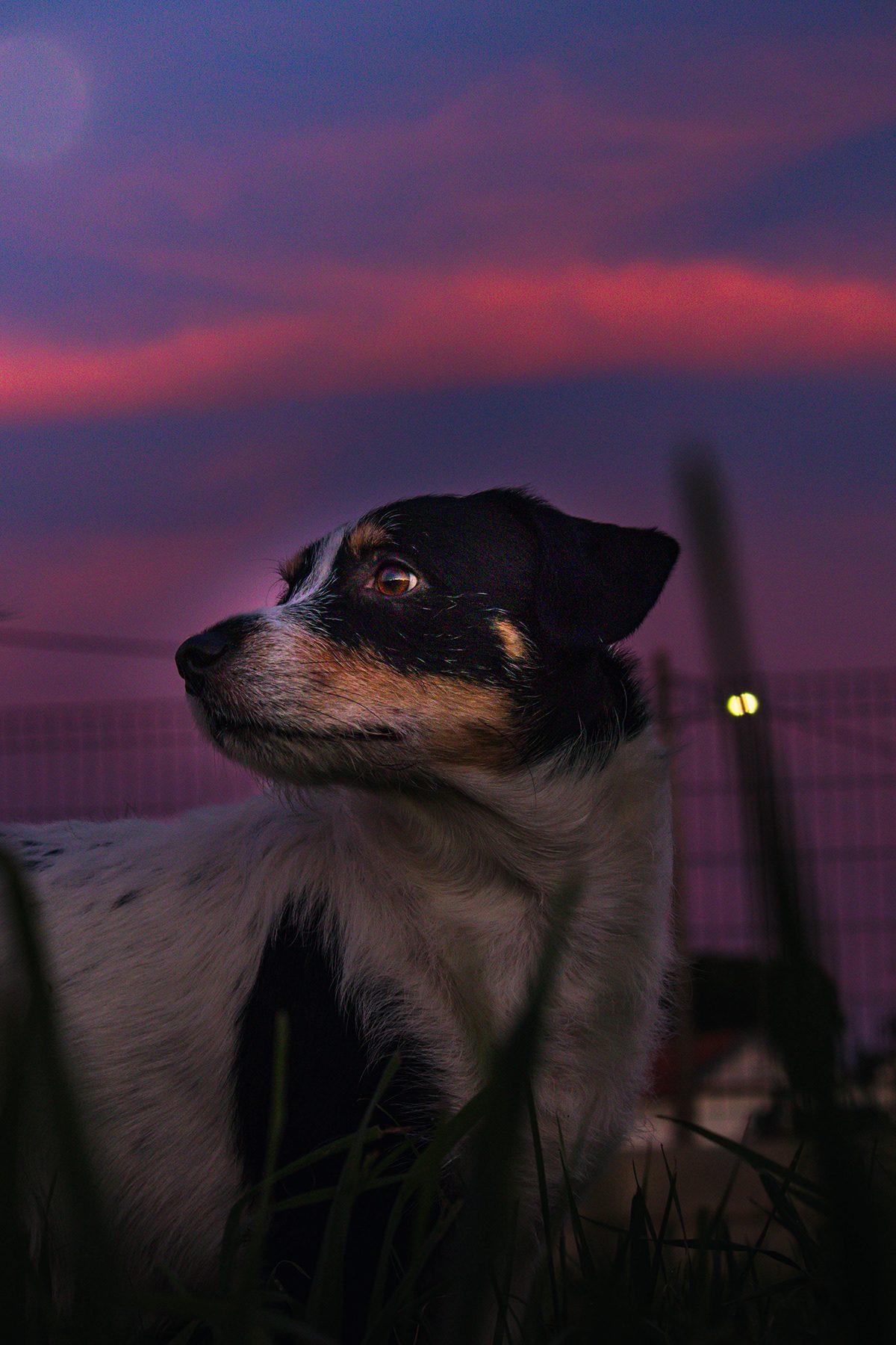 Fotografia de cão 3