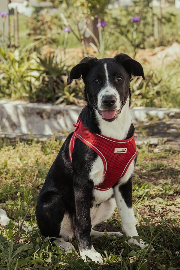 Fotografia de cão 5