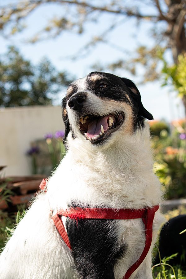 Fotografia de cão 6
