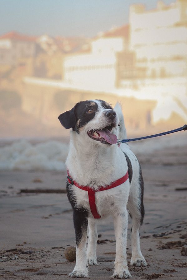 Fotografia de cão 7