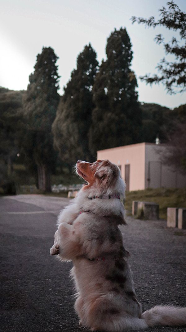 Fotografia de cão 8