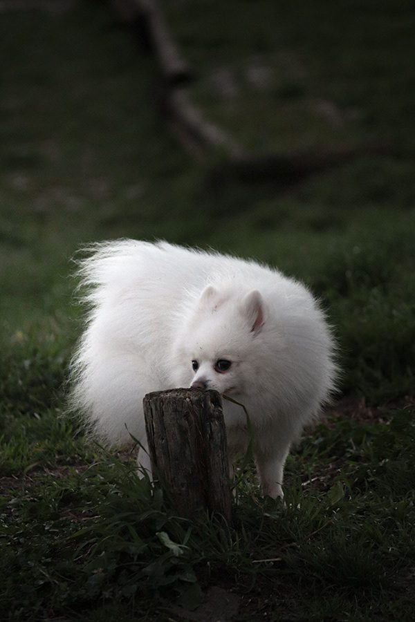Fotografia de cão 9