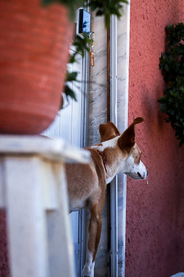 Fotografia de cão 10