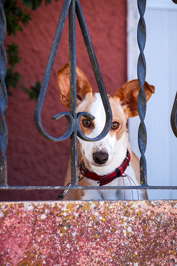 Fotografia de cão 11