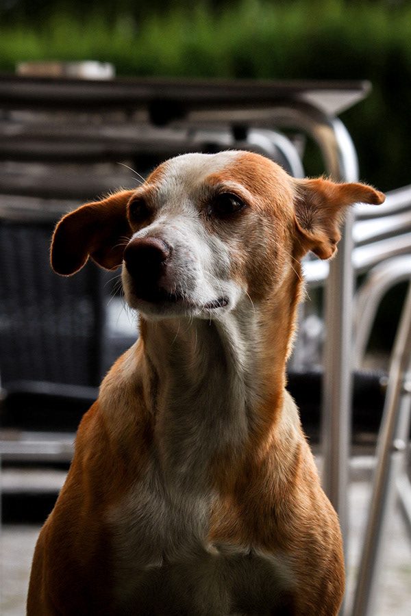 Fotografia de cão 12